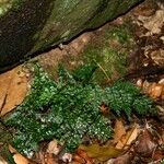 Asplenium exiguum Habit