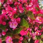 Begonia cucullata Flower