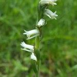 Spiranthes vernalis Květ