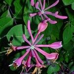 Lonicera caprifolium Fleur