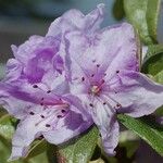 Rhododendron hippophaeoides Flower