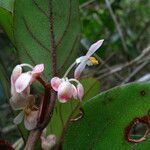 Begonia kisuluana Квітка