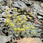 Eriogonum caespitosum Hábitos