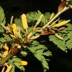 Vachellia collinsii Frucht