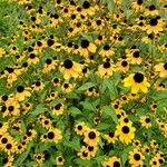 Rudbeckia triloba Květ