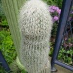 Cleistocactus strausii Blatt