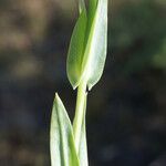 Blackstonia imperfoliata Blatt