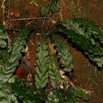 Blechnum opacum ഇല