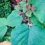 Clerodendrum buchananii برگ