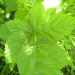 Rubus venetorum Leaf