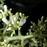 Palicourea luxurians Cvet
