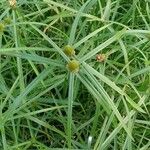 Cyperus aromaticus 花