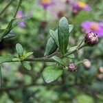 Aster ageratoides Blatt