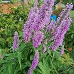 Elsholtzia stauntonii Flor