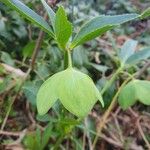 Helleborus dumetorum Květ