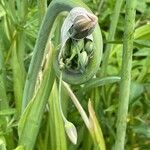 Allium siculum Frunză