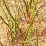 Juncus bulbosus Leaf