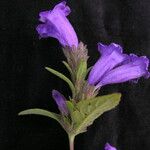 Strobilanthes tomentosa Hábito