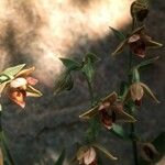 Epipactis gigantea Flower