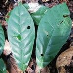 Coelocaryon preussii Hoja