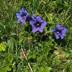 Gentiana acaulis Цветок