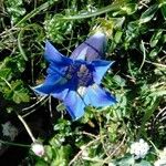 Gentiana acaulis Flor