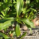 Saponaria officinalis 叶