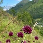 Allium sphaerocephalonFlower