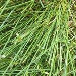 Eleocharis dulcis Лист
