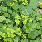 Chrysosplenium oppositifolium Blad