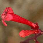 Penstemon utahensis Flower