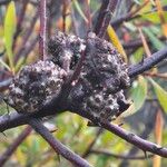 Hakea salicifolia 果實