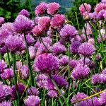 Allium schoenoprasum Агульны выгляд