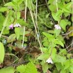 Epilobium alsinifolium 花