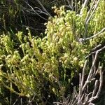 Erica venustiflora Hostoa