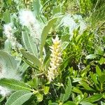Salix helvetica Floare