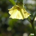 Physalis angustifolia Floare