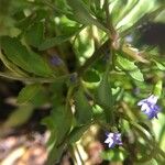 Solenopsis laurentia Flower