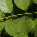 Guarea zarceroensis Hoja