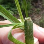 Chloris radiata Leaf