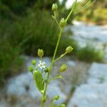 Samolus valerandi 整株植物