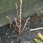 Epifagus virginiana बार्क (छाल)