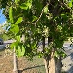 Ehretia tinifolia Hoja