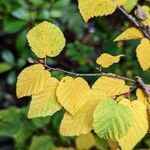 Corylopsis pauciflora Лист