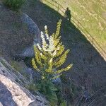 Verbascum lychnitisBlomst