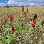 Indigofera schimperi 整株植物