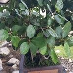 Ficus padana 葉