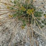 Cleome oxypetala عادت