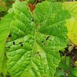 Crambe cordifolia Лист