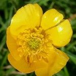 Ranunculus bulbosus Flower